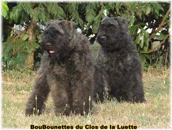 chiots du clos de la luette SITE WEB ELEVAGE DU CLOS DE LA LUETTE SPECIALISE POUR LE BOUVIER DES FLANDRES &copy;